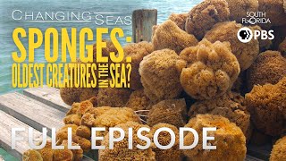 Sponges Oldest Creatures in the Sea  Full Episode [upl. by Marline203]