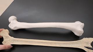 Anatomy of Long Bones on a Real Human Femur [upl. by Kancler]