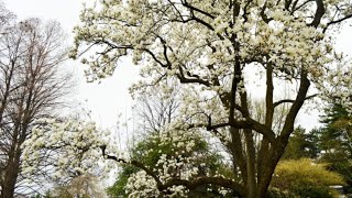 Magnolia Magnoliaceae [upl. by Trude]