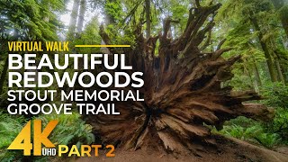 Beautiful Redwoods Walk  Stunning 4K Slow Motion Hike on Stout Memorial Grove Trail  2 [upl. by Aikar342]