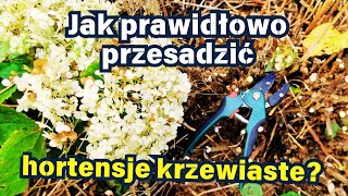 Jak prawidłowo przesadzić hortensje krzewiaste 🌿 ✂️ 🌧️ [upl. by Nyllaf]