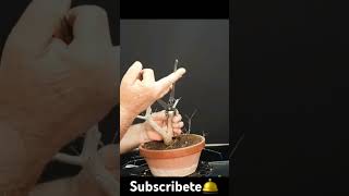 haciendo un bonsai bonsaiaficionado bonsaiponderosaehn manolofelix bonsaibonsaiponderosa [upl. by Ahsoym]