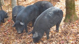 Mulefoot Pigs  Endangered Superforagers [upl. by Nerland299]