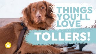 Nova Scotia Duck Tolling Retriever Temperament [upl. by Lowenstern52]