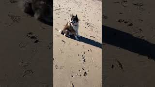 Boris uit Roemenië op het strand [upl. by Eisaj93]