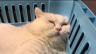 Cute cat snoring loudly  worth watching [upl. by Mauer136]