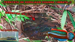 DILUAR NALAR Ada Channa Limbata Sebanyak Ini Didalam Sumur Tua  Mancing Ikan Channa Limbata [upl. by Afesoj554]