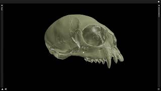 Some cranial differences in catarrhine vs platyrrhine primates [upl. by Yelyab]