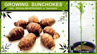 Growing Sunchokes Jerusalem Artichokes in Containers or Pots [upl. by Nareht93]