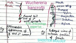 Wuchereria bancrofti  Systematic position  habit and habitat morphology BSc3rd Zoology paper1 [upl. by Bridge]