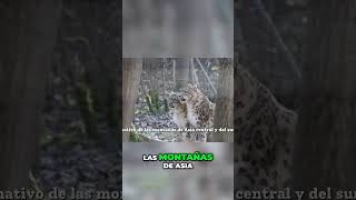 š EL MISTERIOSO Y HERMOSO LEOPARDO DE LAS NIEVESš† shorts leopardodelasnieves [upl. by Busiek]