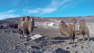 Gobi Cold Camel Expedition Mongolia [upl. by Dust]