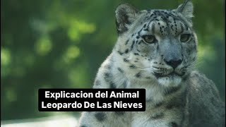 Explicacion del Animal Leopardo De Las Nieves [upl. by Ezeerb108]