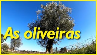 As oliveiras as árvores que produzem as azeitonas e o azeite de oliva [upl. by Ijnek]