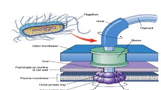 Structure amp Working of Bacterial Flagella [upl. by Eimyaj]