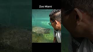 Zoo Miami vista de cocodrilo [upl. by Jared]