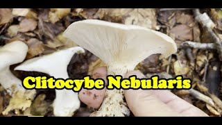 Fungo Clitocybe NEBULARIS  il MICELIO che scorre tra le foglie [upl. by Siraved]