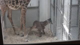 Meet the brand new baby giraffe at the Virginia Zoo [upl. by Nevar]