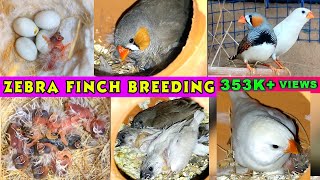 Zebra Finch Breeding  Zebra finch eggs lying to Hatching full video [upl. by Saticilef]