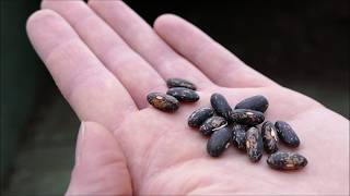 How To Grow Bush Beans On A Windowsill With Time Lapse [upl. by Enybor]