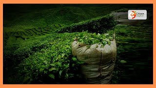 Ministry of agriculture allows Kericho tea factories to operate different bank accounts [upl. by Bullion]