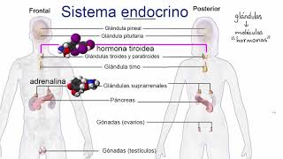 Introducción al sistema endocrino  Khan Academy en Español [upl. by Eelamme]