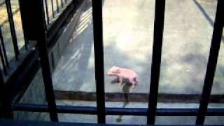 Baby Pig Peeing オシッコする赤ちゃんブタ [upl. by Philbrook208]