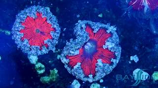 Rock Flower Anemone FEEDING Time Lapse [upl. by Lawton471]