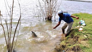 6KGs BiG Rohu Fish And 3555 KGs Rohu Fish CatchingFisher Man Catch With BiG Rohu FishesFishing [upl. by Hollister]