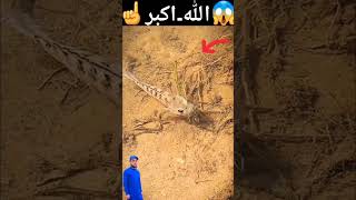 اللہ ھو اکبر☝️😱 ibrahimkhan0 allah shorts islam status trending youtubeshorts fish video [upl. by Anirtik]