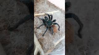 chromatopelma cyaneopubescens feb 25 2023 [upl. by Ataeb956]