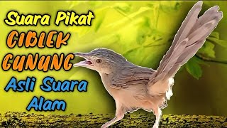 Suara pikat Ciblek Gunung suara ciblek gunung asli di alam [upl. by Lovell]