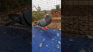 andhrapigeon bird viralvideo kabootar andhrahighflyingpigeons pigeonlover pigeonelover [upl. by Arutnev]