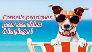 Conseils pratiques pour emmener son chien à la plage [upl. by Gualterio]