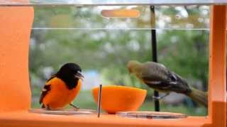 Wild Bird House  Orioles Everywhere Spring 2013 Baltimore Orioles amp Female Orchard Oriole [upl. by Notsae]