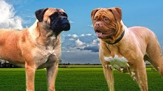 Bullmastiff vs Dogue de Bordeaux Highlights [upl. by Autrey]