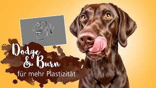 Dodge amp Burn mit Photoshop 💻  Mein Workflow bei Hundefotos 🐶  Tutorial Bildbearbeitung [upl. by Nicolette]