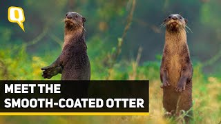 Wild You Were Sleeping Episode 3  Meet The Smoothcoated Otter  The Quint [upl. by Arenahs]