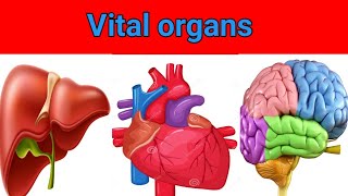 5 most important organ in human body like heart liver  kidneys stomach and brain [upl. by Alfeus]