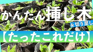 オステオスペルマムの《切り戻しから挿し木》のコツ！！【オステオスペルマム】 [upl. by Tra782]