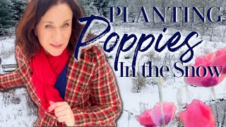 Discover the Beauty of Snow Planting Poppies in MY FRENCH FARMHOUSE GARDEN [upl. by Eelrefinnej]