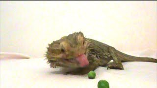 bearded dragon eating his peas [upl. by Falconer997]