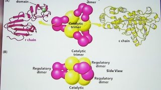 Aherns Biochemistry 14  Enzyme Regulation and Control [upl. by Roselane350]