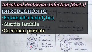 Intestinal Protozoan Infection Part1  Introduction to E histolytica Glamblia Coccidian [upl. by Elnar]