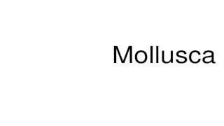 How to pronounce Mollusca [upl. by Mitchel778]