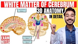 Neuroanatomy Ascending Tract CNS Physiology Spinothalamic Tract Spinal Cord Explanation  Mnemonic [upl. by Eittam]