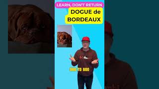 Origins  Dogue de Bordeaux A Fascinating History petzpaws learndontreturn doguedebordeaux [upl. by Anaele713]