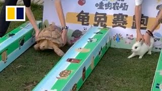 ‘The Tortoise and the Hare’ plays out in real life in China [upl. by Letsyrc775]