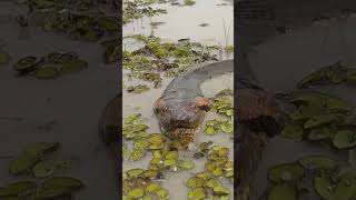 🐍Encuentros con ANACONDAS GIGANTES en el AMAZONAS🐍 shortsvideo amazonas anacondas [upl. by Oicul]