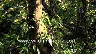 Epiphytic orchids grow on trees in Tipi Orchidarium Arunachal [upl. by Timotheus]